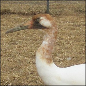 Whooping Crane Chick L8