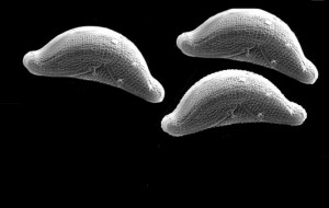 New Online Guide for Diatoms