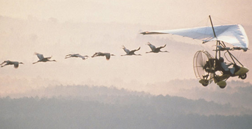 Endangered Whooping Cranes Shot and Killed