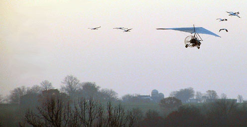 Ultralight airplane leads cranes on first migration south.