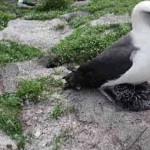 Wisdom, a 60-year-old albatross