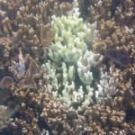 Coral reef affected by Montipora White Syndrome. Note the large swath of white skeleton tissue surrounded by normal (brown) corals.