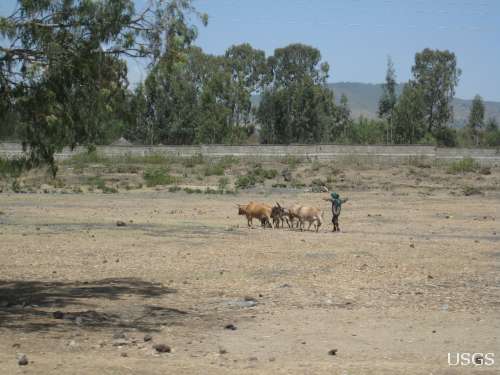 Herder Moving Cattle in Africa