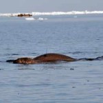 USGS scientists can follow radio-tagged walruses remotely as they move around the Arctic Basin.