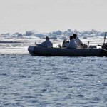 Scientists travel to the Chukchi and Bering seas to radio-tag walruses.