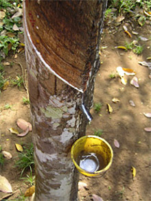 Latex Sap