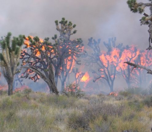 Fire in the Mojave Desert, Flames jump from grass to Joshua Trees 
