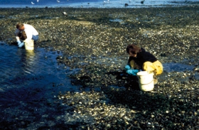 A photograph of two people performing mussel collection.