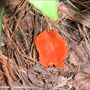 Orange colored mushroom growing on forest floor amid pine needles.