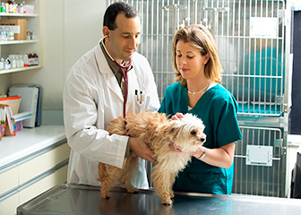 Veterinary technologists and technicians