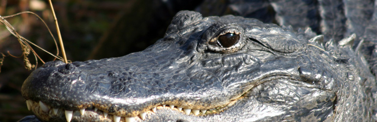 Alligator.  Courtesy of NPS.