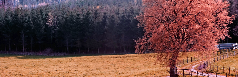 A tree changes colors as the new season approaches.  Courtesy of NPS.