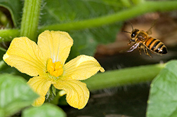 Honey bee flies to a flower.