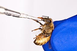 A honey bee being inoculated with Nosema to determine bee infection rates and immune responses.