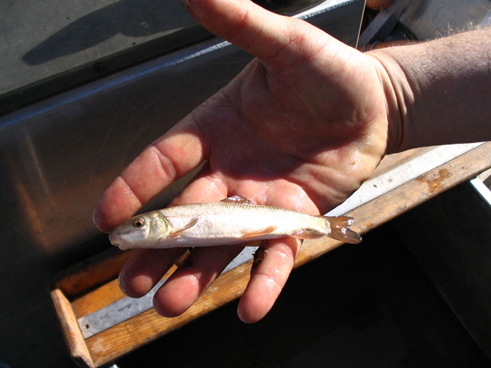 Juvenile flannelmouth captured in a backwater near Laughlin, NV - Photo by Reclamation