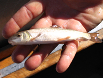 Juvenile flannelmouth captured in a backwater near Laughlin, NV - Photo by Reclamation