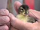 Duckling in a gloved hand