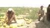 Afghan farmers expand to India and Dubai-Short Package