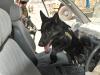 Afghan, ISAF police disrupt narcotics smuggling with help from hounds