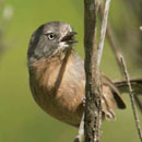 The wrentit (Chamaea fasciata) is a small, monagamous songbird found in California's coastal scrublands. Photographer: Tom Grey