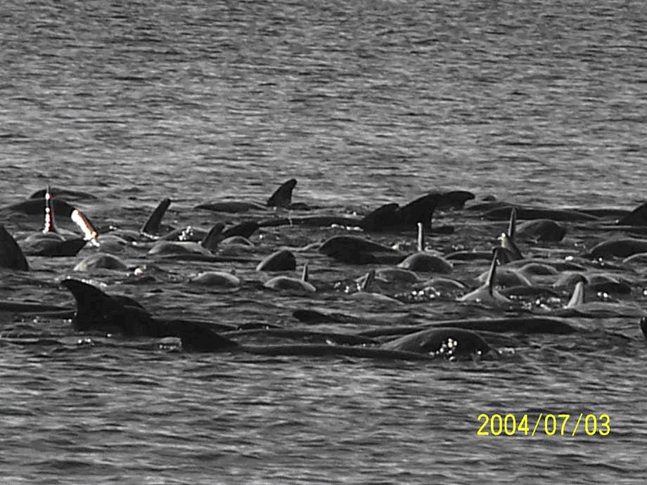 melon headed whales swimming in tight circles