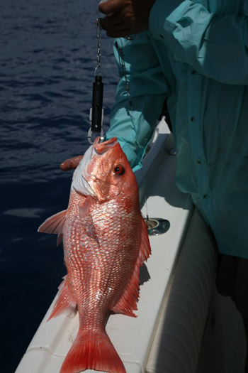 Red Snapper with SeaQualizer