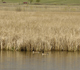 USDA/APHIS are monitoring wild birds such as these, Canadian geese at the Fossil Creek Wetlands Natural Area in Fort Collins, Colorado.