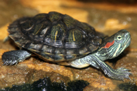 Red eared slider turtle