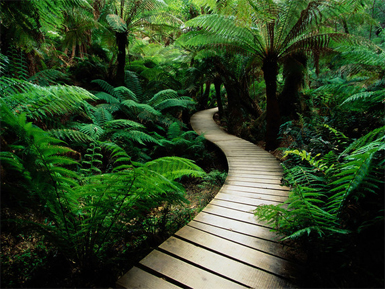 Picture of wooden path thru a wooded area.