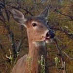 White Tailed Deer Management Plan