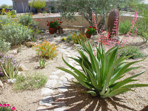 Photograph of a garden with cactus and other desert plants.