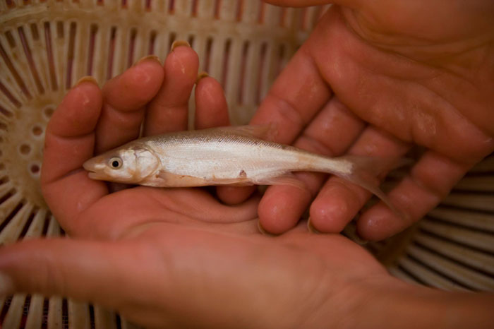 Juvenile humpback chub from the Little Colorado River - Photo by Reclamation