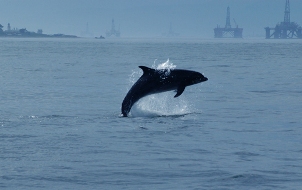 Dolphin with the platforms in the background