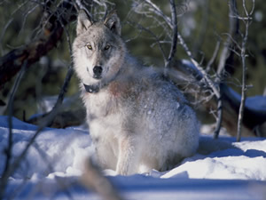 Northern Rocky Mountain Gray Wolf. Credit: USFWs