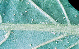 Photo: Western flower thrips (Frankliniella occidentalis) on a sweet pepper leaf.