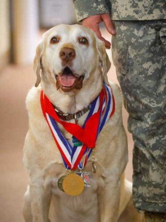 The American Human Association's Hero Dog of the year Gabe poses with his medals. Gabe was the most successful detection dog in Iraq in 2006-2007, receiving more than 40 awards including three Army Commendation Medals and an Army Achievement metal.