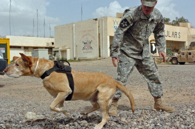 Sgt. 1st Class Gabe may have been the most successful detection dog in Iraq in 2006-2007, but here he proves he'€'s a typical Labrador retriever at heart as he runs after a ball in a training session with his then-handler, now-owner Sgt. 1st Class Charles Shuck. Military working dog handlers typically use tennis balls, rubber chew toys known as Kongs and food as rewards in training.