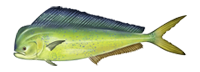 Atlantic Mahimahi