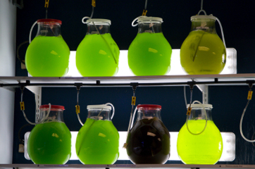 Photo of algae in flasks