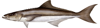 Cobia