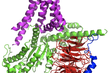 This is an image of a G-protein-coupled receptor signaling complex whose structure was identified in 2011.  The receptor is in magenta while the different G protein subunits are colored green, red and blue.  Stanford biochemist Brian Kobilka shared the 2012 Nobel Prize in Chemistry for his work in determining the structure of this activated GPCR using X-rays provided by Argonne’s Advanced Photon Source.