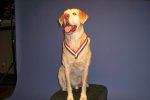 Gabe, a retired military dog who completed morethan 200 combat missions in Iraq, was...