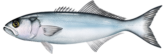 Bluefish