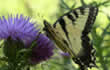 butterfly on a flower.