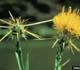 Yellow star thistle