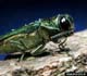 Emerald Ash Borer