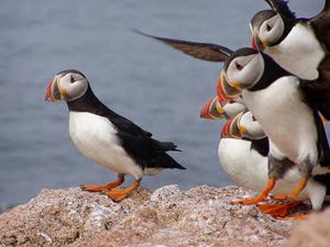 Atlantic puffins landing on rock at Maine Coastal Islands National Wildlife Refuge Complex. Credit: USFWS