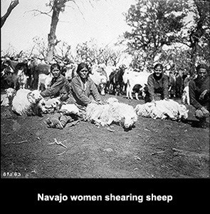 Image of Navajo women shearing sheep