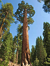 sequoia