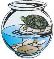 Picture of a pet turtle in a bowl.